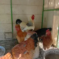 خروس برهما اصل بزرگ و سنگین و مرغ