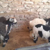 بره چاق|حیوانات مزرعه|مسجد سلیمان, |دیوار