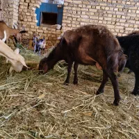 میش قزل افشار