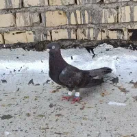 کبوتر رنگی درجه 1