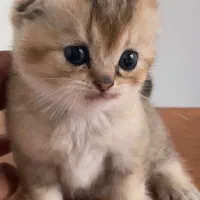 گربه اسکاتیش خوشگل