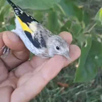 سهره