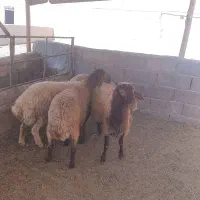 گوسفند