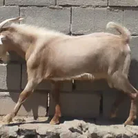 بز و سانن