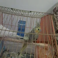 عروس هلندی