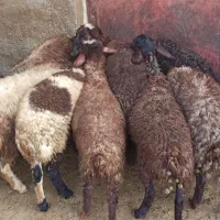 10 بره