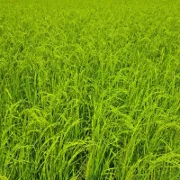 خرید شالی و فروش برنج