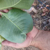 باغ پسته منطقه انزل روستای نجف آباد