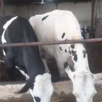 گاو و گوساله