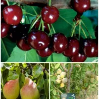 نهال میوه1تا3 ساله در نهالستان شرق، درخت بادام