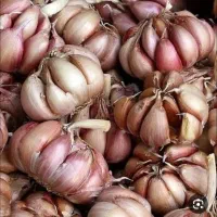 سیر تازه امسال