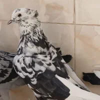 کفتر