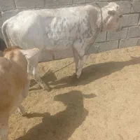 گاو گوساله
