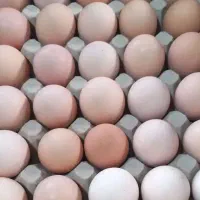 تخم مرغ محلی