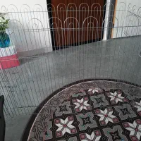 پارک سگ