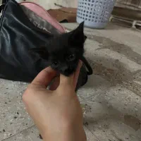 بچه گربه بی مادر واگذاری رایگان