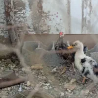 خروس. چهل تاج