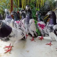 کبوتر پاکستانی
