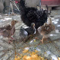 مرغ وجوجه