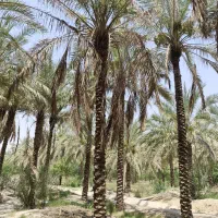 فروش نخل کبکاب اهرم