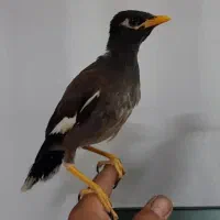 مرغ مینا