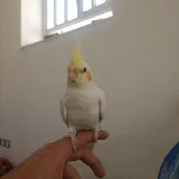 دو عدد عروس هلندی با قفس