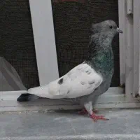 ماده سینه سبز جوون
