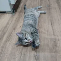 واگذاری رایگان بچه گربه DSH ماده