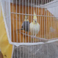 فروش عروس هلندی