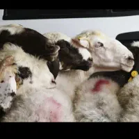 بی واسطه