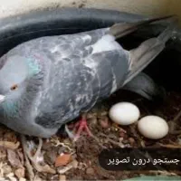 فروش تخم‌ کبوتر