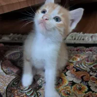 ی تعداد بچه گربه خوشکل خانگی