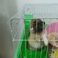 خرگوش لوپ با وسایل