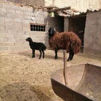 شیشک قوچ