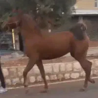 فروش مادیان درهشوری کره سالار۲