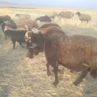 قوچ درجه یک بشرت