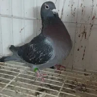 پلاکی عراق