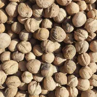 گردو محلی عمده