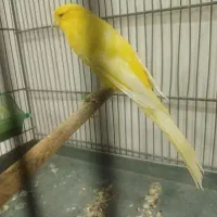 قناری رسمی بلند ماده