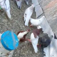 کبوتر پرشی معاوضه با مرغ