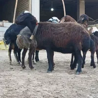 4راس میش