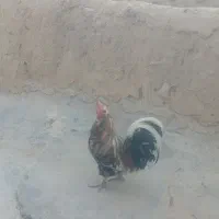 خروس محلی جوان