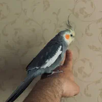 سخنگو رام چلوندنی