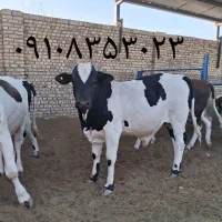 گوساله ویژه محرم