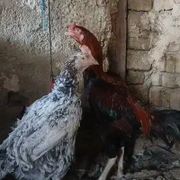 خروس لاری