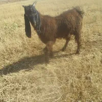 بزو چپش نجدی اصیل