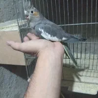 جوجه عروس طوسی