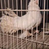 جفت کبوترشامپیون  و  یاهو پاپر و جکسون
