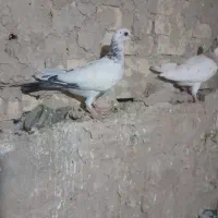 کبوتر