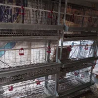 قفس پرورش مرغ